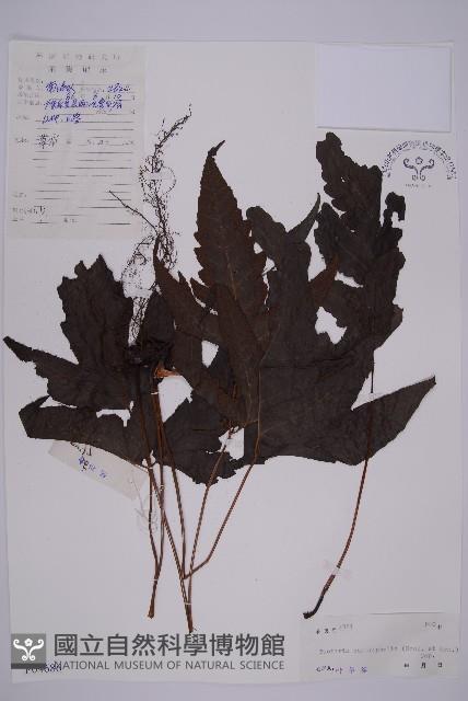 三叉蕨藏品圖，第1張