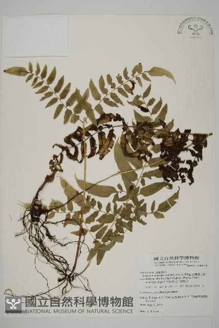 臺灣鳳丫蕨藏品圖，第1張