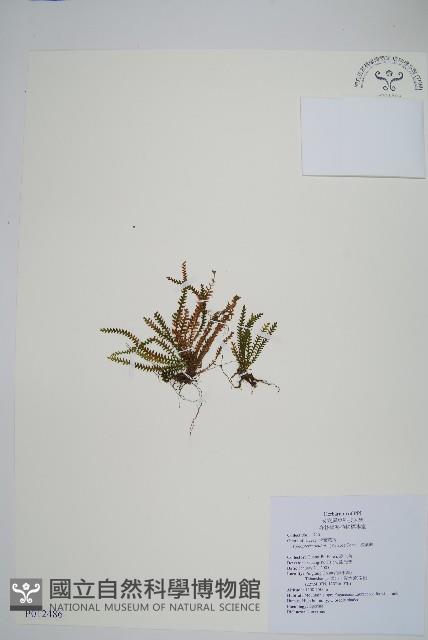 梳葉蕨藏品圖，第1張