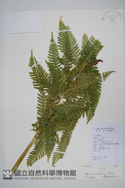 登錄號:P010486藏品圖，第1張