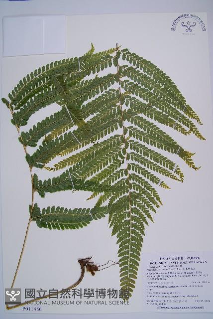 粗毛鱗蓋蕨藏品圖，第1張