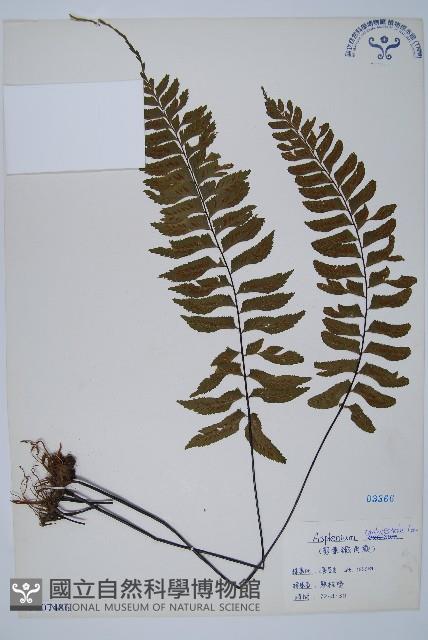 單邊鐵角蕨藏品圖，第1張