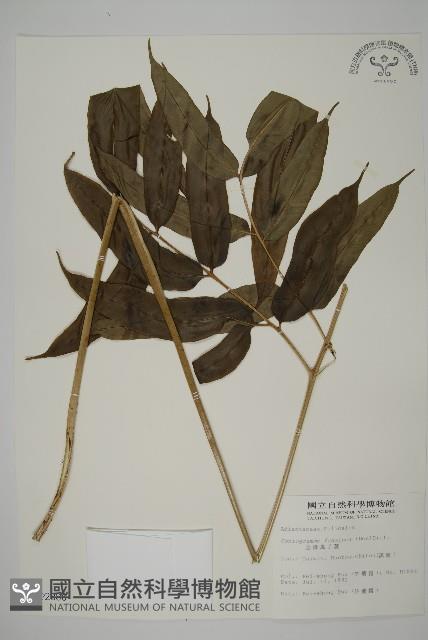 全緣鳳丫蕨藏品圖，第1張