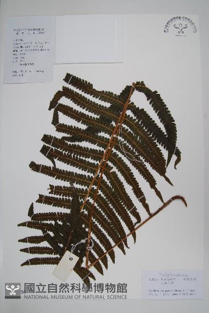 密毛毛蕨藏品圖，第1張