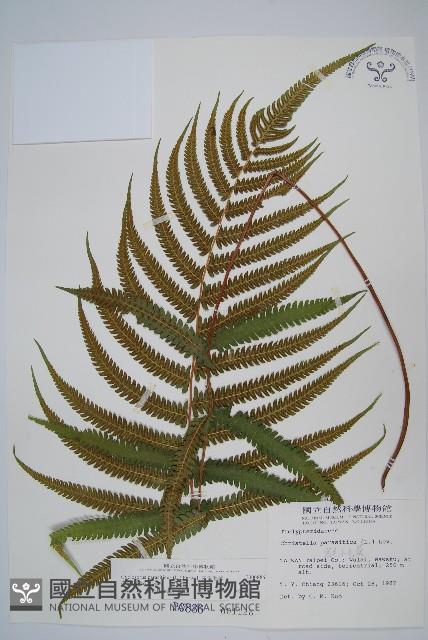 密毛毛蕨藏品圖，第1張