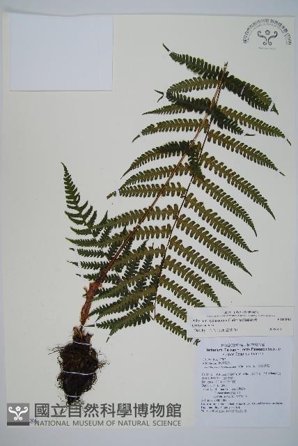 深山蹄蓋蕨藏品圖，第1張