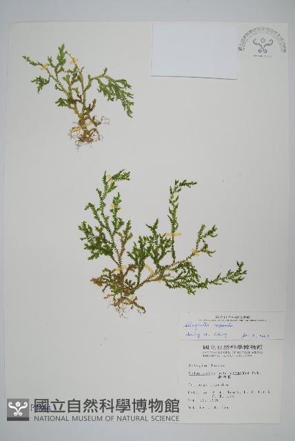 高雄卷柏藏品圖，第1張