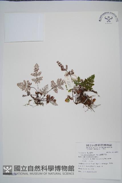 臺灣粉背蕨藏品圖，第1張