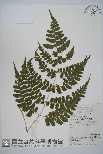 華中蹄蓋蕨藏品圖，第1張