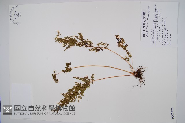 烏蕨藏品圖，第1張