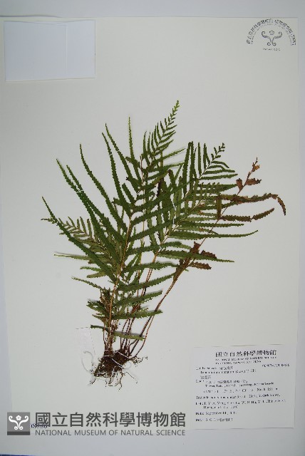 達邊蕨藏品圖，第1張