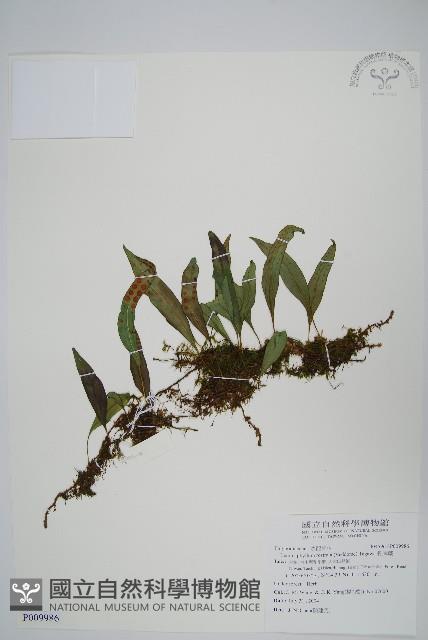 骨牌蕨藏品圖，第1張