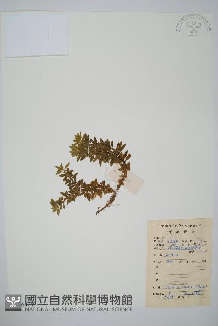 千層塔藏品圖，第1張