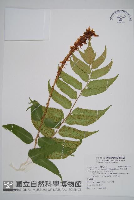 披針貫眾蕨藏品圖，第1張