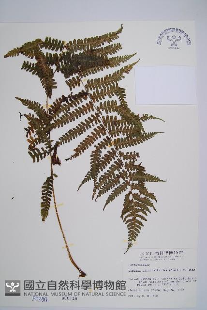 亞蹄蓋蕨藏品圖，第1張