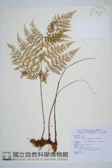 台灣小膜蓋蕨藏品圖，第1張