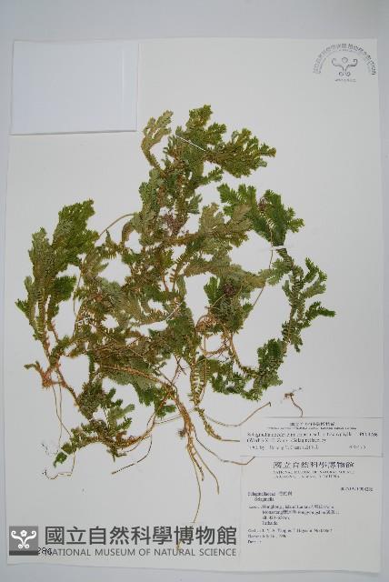 登錄號:P004286藏品圖，第1張