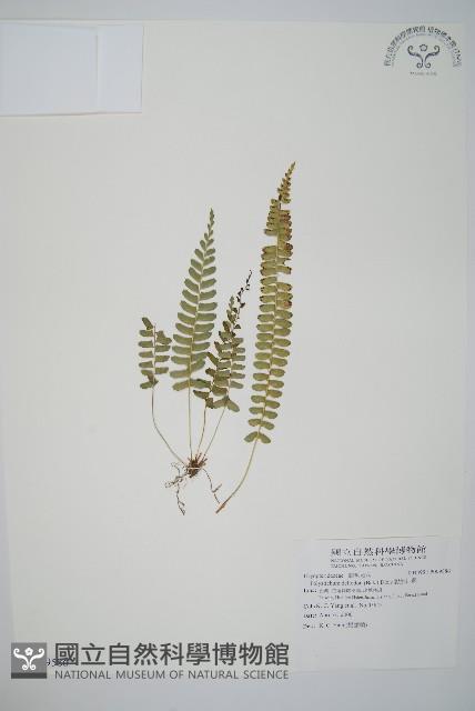 對生耳蕨藏品圖，第1張