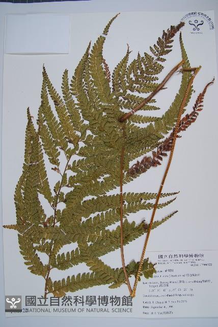 Accession Number:P006922 Collection Image, Figure 1, Total 5 Figures