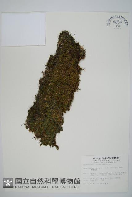 團扇蕨藏品圖，第1張