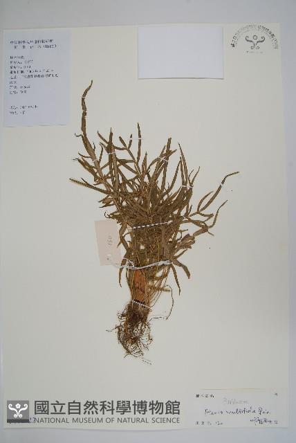 鳳尾蕨藏品圖，第1張