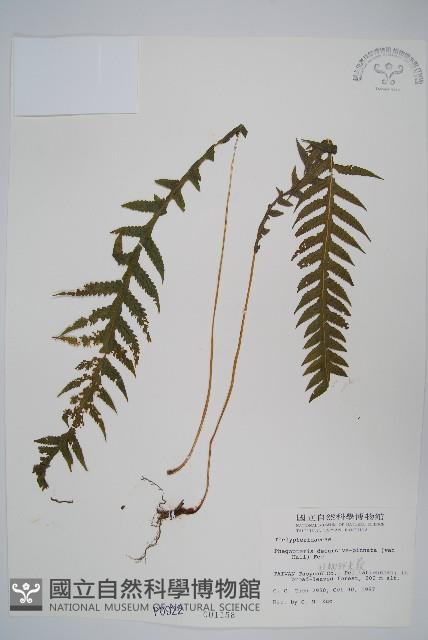 翅軸假金星蕨、短柄卵果蕨藏品圖，第1張