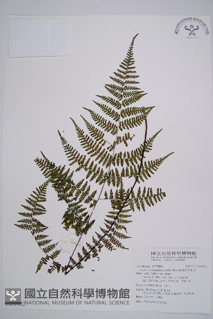 禾稈亮毛蕨藏品圖，第1張