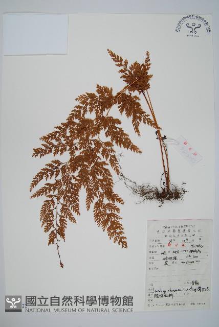 烏蕨藏品圖，第1張