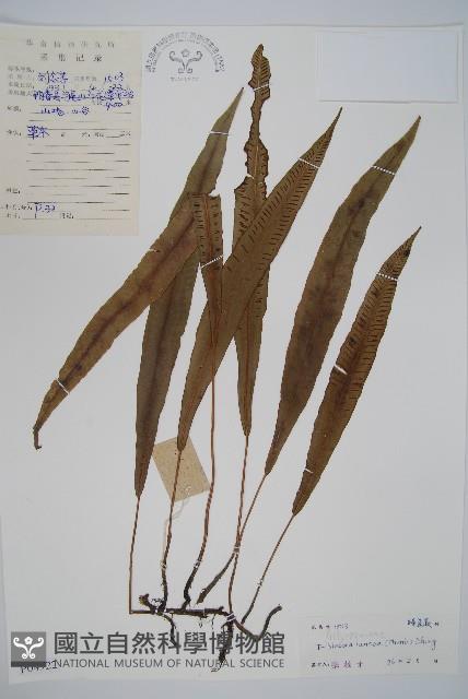 單葉雙蓋蕨藏品圖，第1張