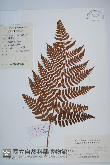 闊鱗鱗毛蕨藏品圖，第1張