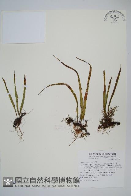 擬烏蘇里瓦葦藏品圖，第1張