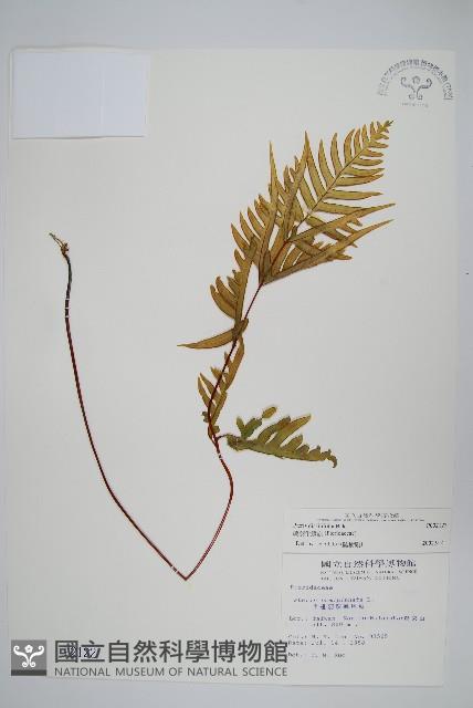 疏羽半邊旗藏品圖，第1張