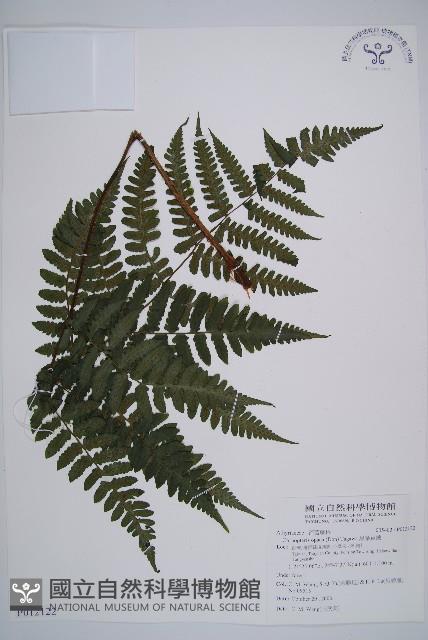 黑葉貞蕨藏品圖，第1張