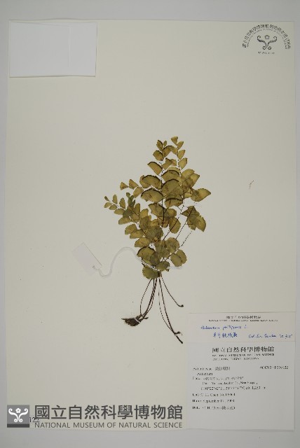 半月形鐵線蕨藏品圖，第1張