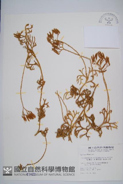 地刷子、多穗石松藏品圖，第1張