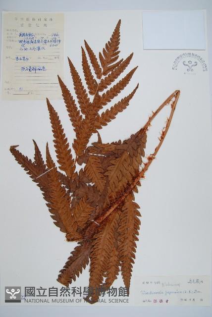 日本狗脊蕨藏品圖，第1張