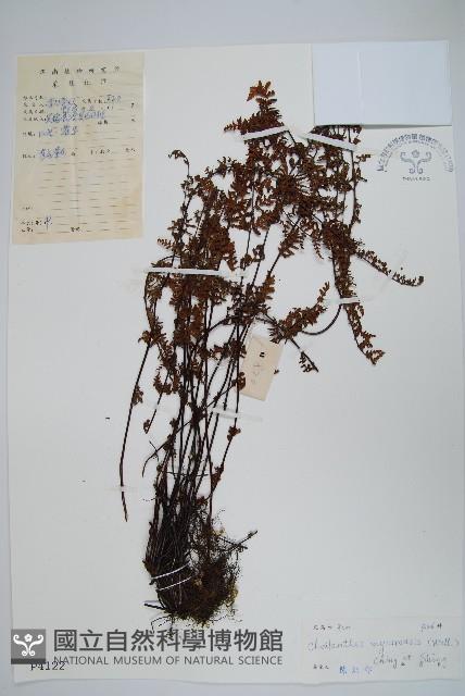 細葉碎米蕨藏品圖，第1張