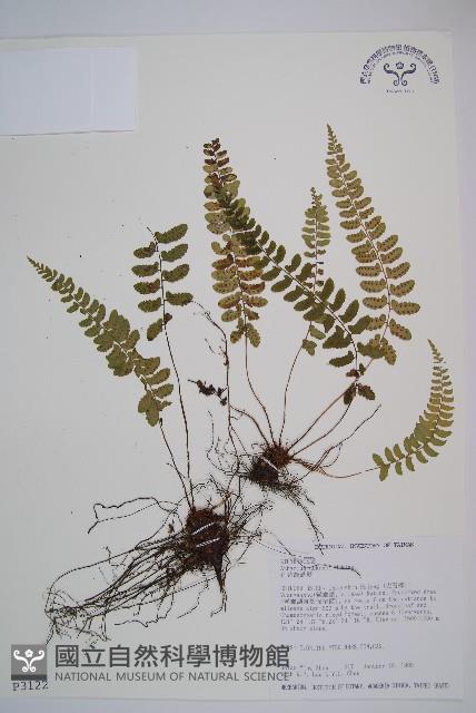 紅苞蹄蓋蕨藏品圖，第1張