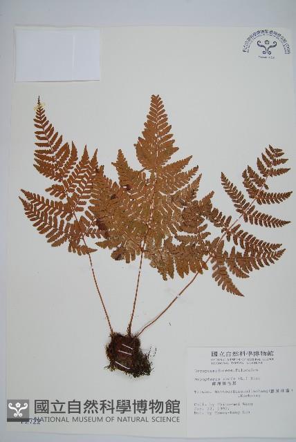 南海鱗毛蕨藏品圖，第1張