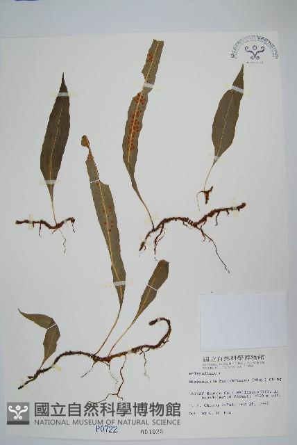 波氏星蕨藏品圖，第1張