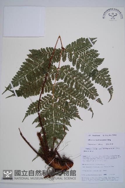 登錄號:P010722藏品圖，第1張