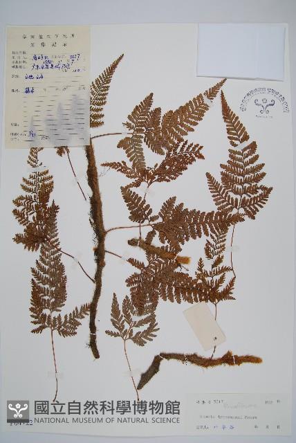 圓蓋陰石蕨藏品圖，第1張