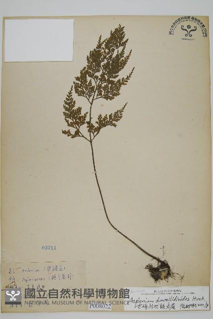 骨碎補鐵角蕨藏品圖，第1張
