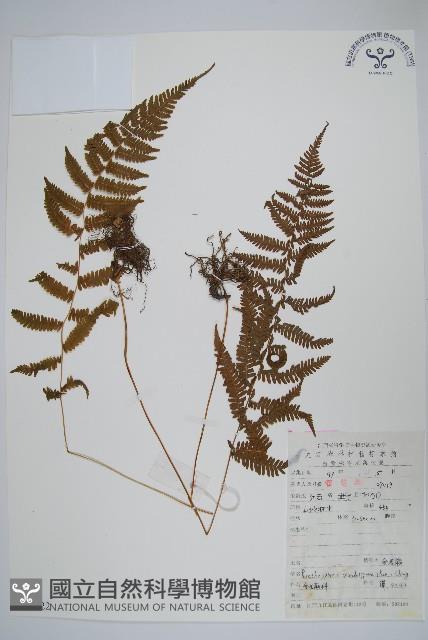 密腺副金星蕨藏品圖，第1張