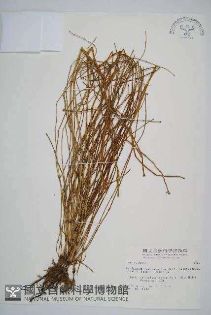 臺灣木賊藏品圖，第1張