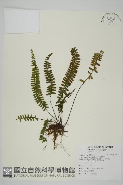 生芽鐵角蕨藏品圖，第1張