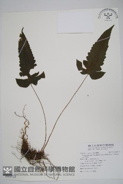 威氏聖蕨藏品圖，第1張