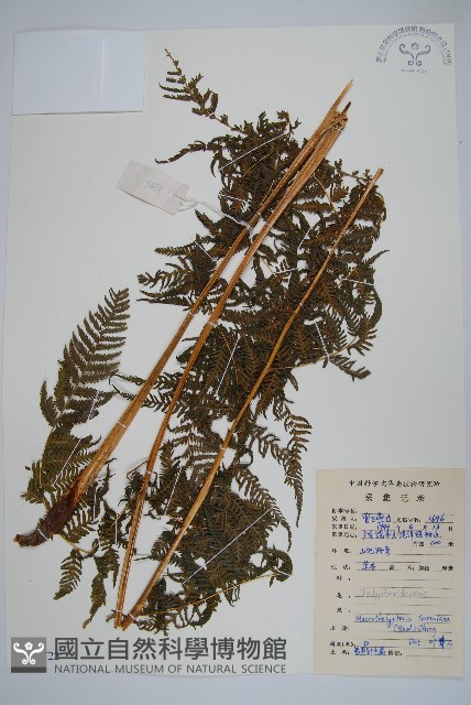 大金星蕨藏品圖，第1張