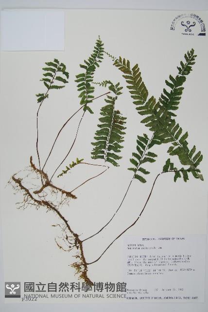 複齒鐵角蕨藏品圖，第1張