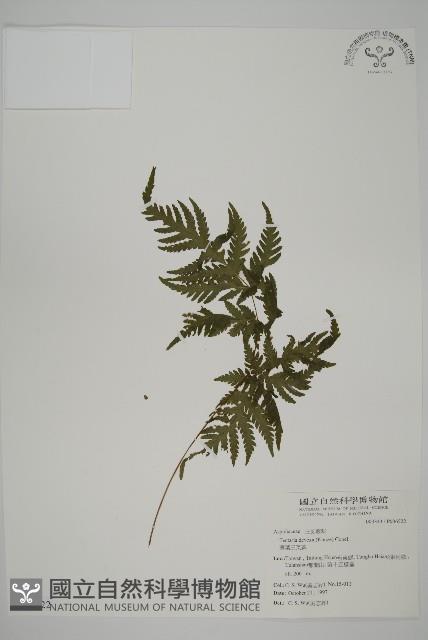 薄葉三叉蕨藏品圖，第1張